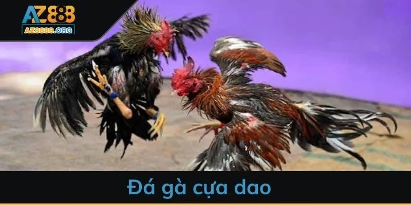 Đá gà cựa dao - Game hấp dẫn, kịch tính cho cược thủ